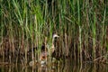 Bird in wildlife. Duck sitting in grass, Royalty Free Stock Photo