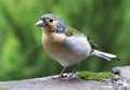 Bird in wildlife - Fringilla coelebs maderensis, Portugal - Madeira island