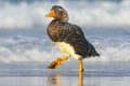 Bird, wildlife nature.Duck in the blue water. Kelp goose, Chloephaga hybrida, is a member of the duck, goose. It can be found in t