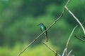 Lovely Blue-throated Bee-eater perched - bird wildlife photography