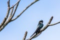 Bird wildlife photography - One lovely male Gray-rumped Treeswift perching and resting