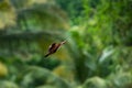 Bird wildlife photography - White-throated kingfisher Halcyon smyrnensis flying in motion