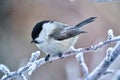 Bird - Willow Tit Poecile montanus sitting on a branch of a tree.