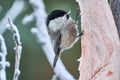 Bird - Willow Tit Poecile montanus sitting on a branch of a tree and eats lard.