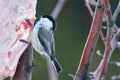 Bird - Willow Tit Poecile montanus sitting on a branch of a tree and eats lard