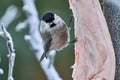 Bird - Willow Tit Poecile montanus sitting on a branch of a tree and eats lard.