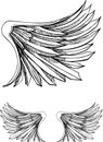 Bird Wing