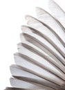 Bird wing feather Royalty Free Stock Photo