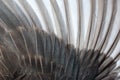 Bird wing feather Royalty Free Stock Photo