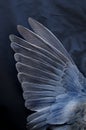 Bird wing with feather texture on blue background Royalty Free Stock Photo