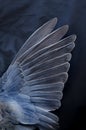 Bird wing with feather texture on blue background, toning Royalty Free Stock Photo