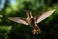 Bird wing nature beak green wildlife flight small hover animals wild hummingbird flying