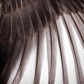 Bird wing texture Royalty Free Stock Photo