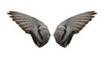 Bird wings isolated Royalty Free Stock Photo