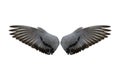 Bird wings isolated Royalty Free Stock Photo