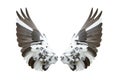 Bird wings isolated Royalty Free Stock Photo