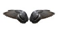 Bird wings isolated Royalty Free Stock Photo