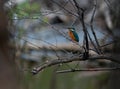 Common Kingfisher rest on post Royalty Free Stock Photo