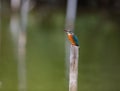 Common Kingfisher rest on post Royalty Free Stock Photo