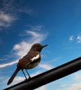 Bird on a Wire Royalty Free Stock Photo