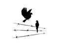 Flying birds silhouette and bird on barbed wire Royalty Free Stock Photo