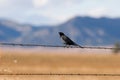 Bird on a wire Royalty Free Stock Photo