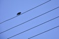 Bird on the wire against blue sky. Lone bird on the wire against blue sky Royalty Free Stock Photo