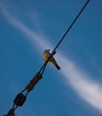 Bird on the wire with background of blue sky and thin white cloud Royalty Free Stock Photo
