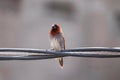 Bird on the wire , Birds photography