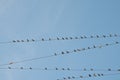 Bird on a wire cable