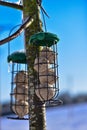 A bird wire feeder with food balls hanging from a tree on a winter day.