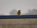 Bird on a Wire: A juvenile eastern meadowlark bird on a barbed wire fence Royalty Free Stock Photo