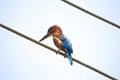 Bird on a wire - Kingfisher Halcyon smyrnensis