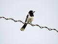 Bird on a wire Royalty Free Stock Photo