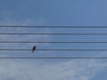 Bird on the wire like note on the sheet music Royalty Free Stock Photo