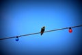 Bird on a wire Royalty Free Stock Photo