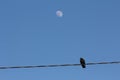 Bird On Wire with Moon Royalty Free Stock Photo