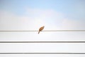 Bird on wire alone on sky Royalty Free Stock Photo