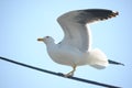 Bird on a wire seagul