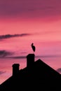 Minimalism bird in the line Royalty Free Stock Photo