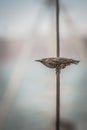 Bird on a wire