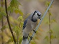 Bird on a wire suave pose by blue jay bird