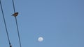 A Bird on wire with moon sky background. Royalty Free Stock Photo