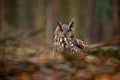 Bird in the wood. Owl in forest habitat, green moss stone. Eurasian Eagle Owl witb big orange eyes, Poland. Bird in autumn wood