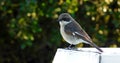 Bird on a wooden hedge Royalty Free Stock Photo