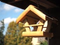 Bird wooden house in sun 1