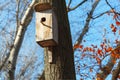 Bird wooden house