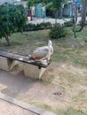 Bird on woodn bench Royalty Free Stock Photo