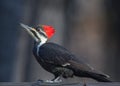 Bird, woodpecker, pileated, dryocopus, pileatus