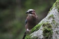 A bird in the woods on a stone